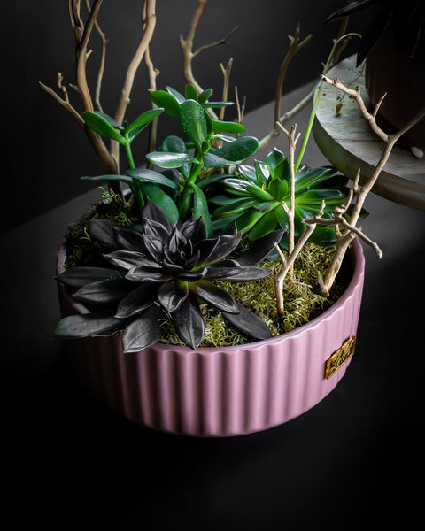 Plants & orchids