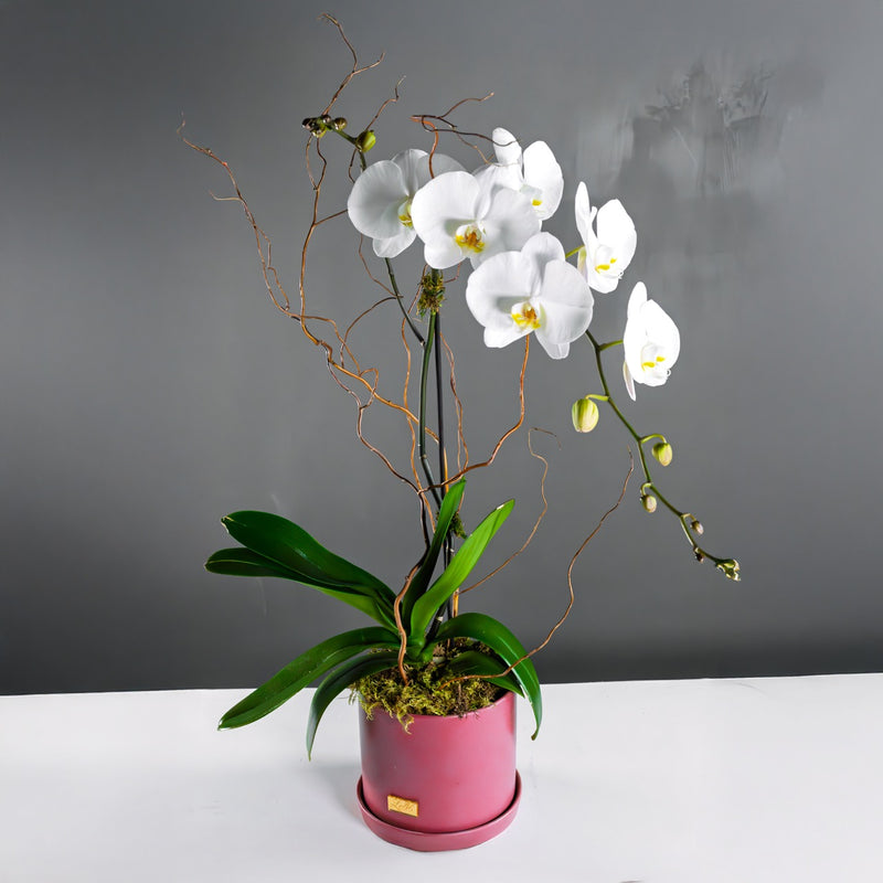 Pink Pure Orchid (One Stem)