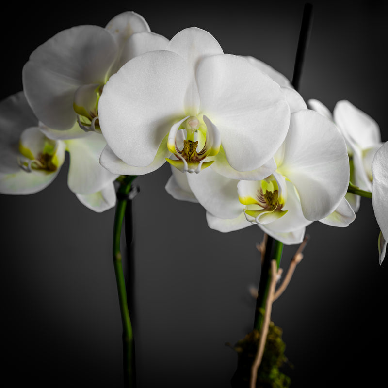 Pink Pure Orchid (One Stem)