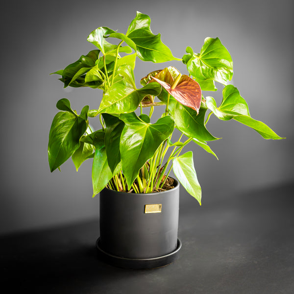 Anthurium Noir
