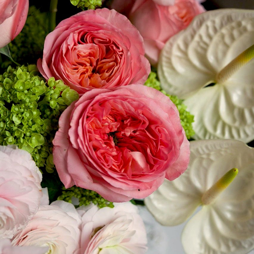 Colette, close view of the coral garden roses and the white anthurium